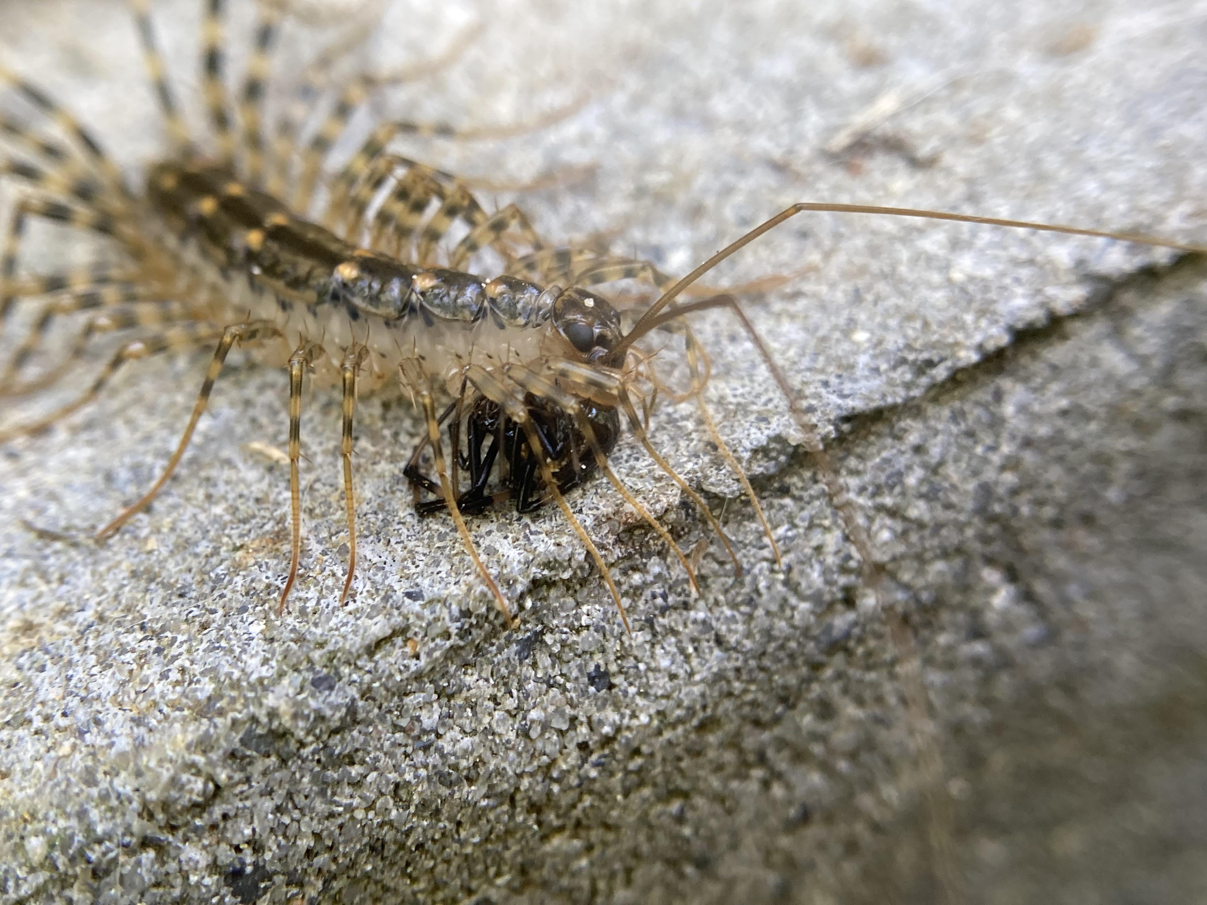 House Centipede Diet