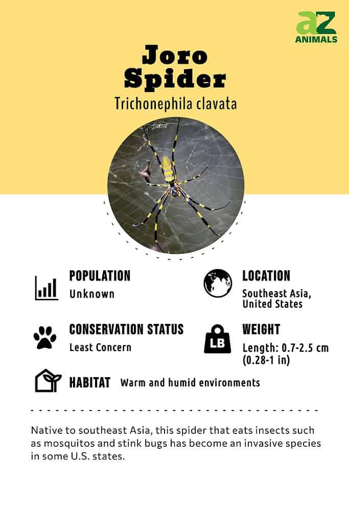 Trichonephila Clavata Diet