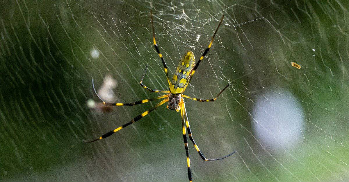 Trichonephila Clavata Feeding Habits