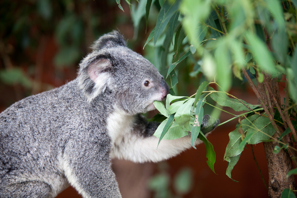 What are koala's diet