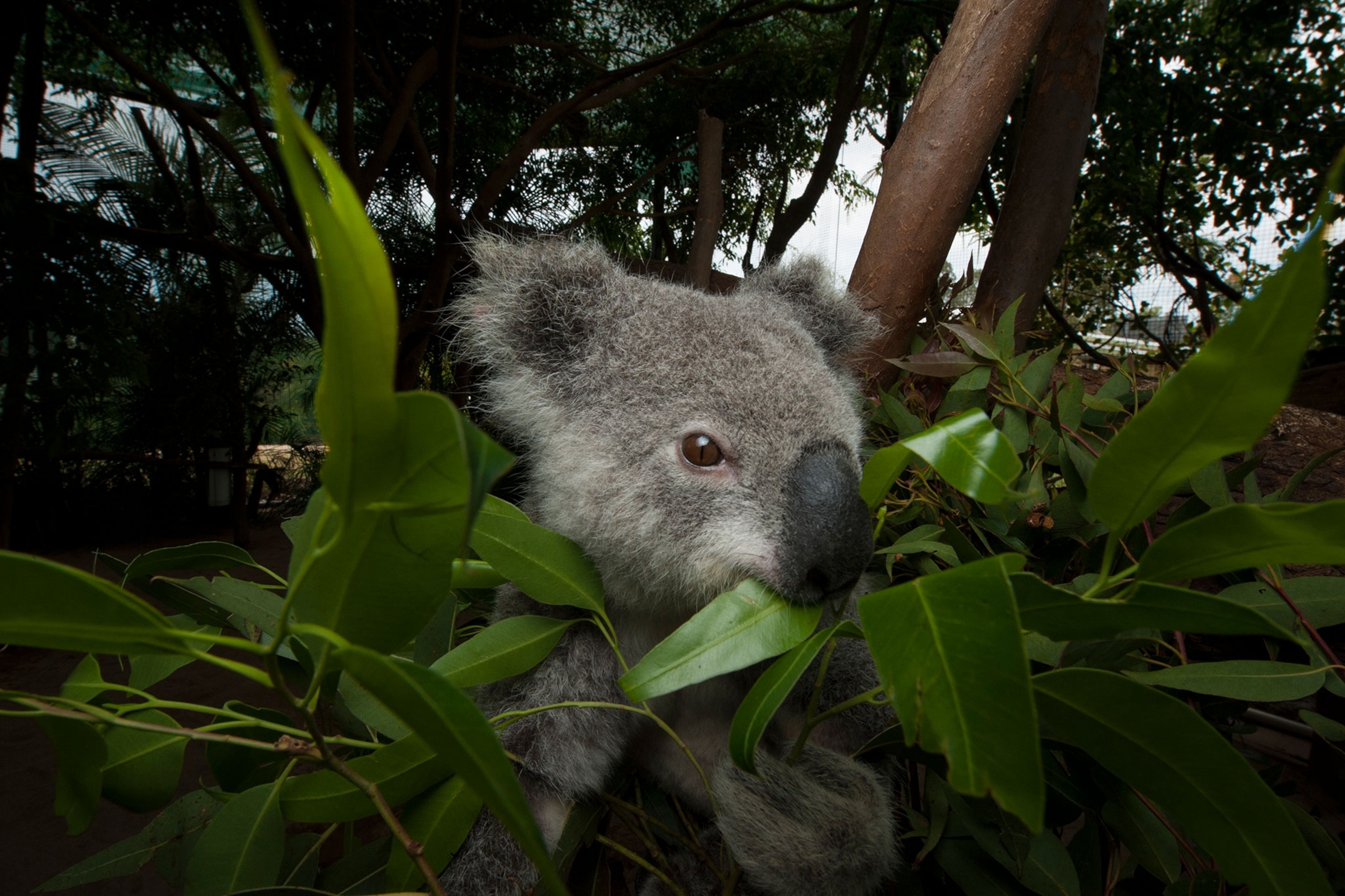 Koala feeding on eucalyptus